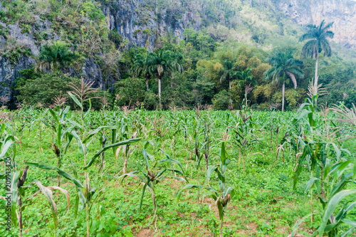 Corn field in Guasasa valley near Vinales, Cuba