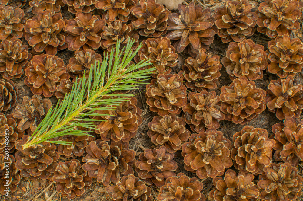 Fototapeta premium Pine branch on pine cones background. Forest floor
