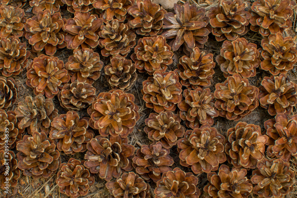 Mini pine cones organized next to each other top view Mini pine cones organized next to each other top view