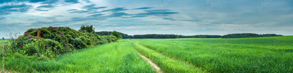 summer rural landscape. panoramic view of a green agricultural field with a bush along a dirt road summer rural landscape. panoramic view of a green agricultural field with a bush along a dirt road