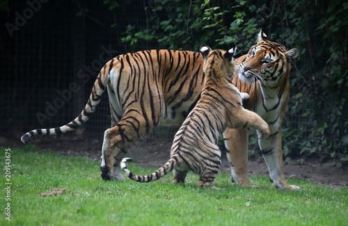 tigre siberiano © alberto