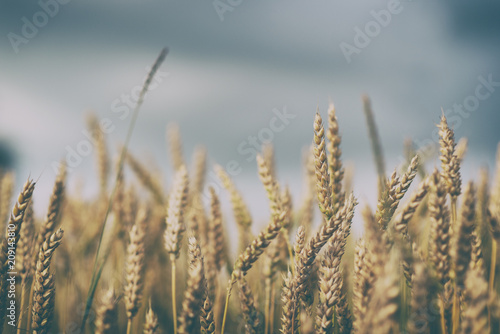 Wheat ears on the field, dark sky on background, matte effect