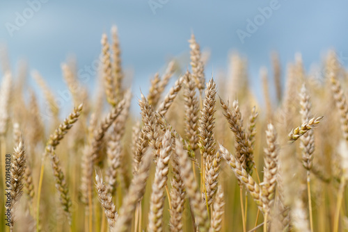 Wheat ears on the field, blue sky on background