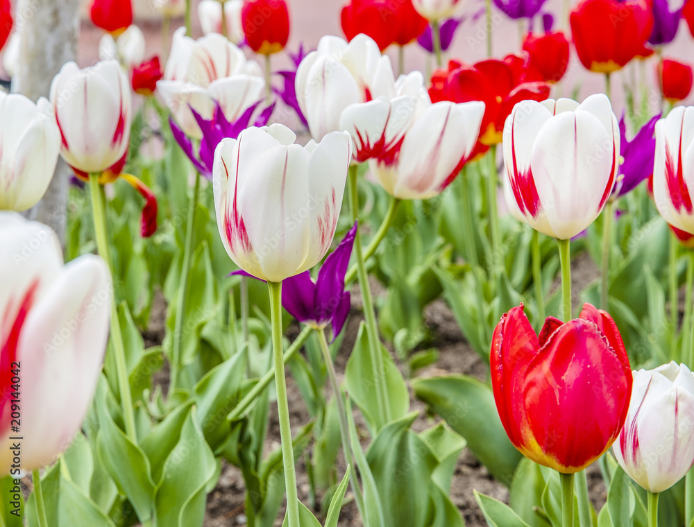 Obraz premium Multi colored tulips in field