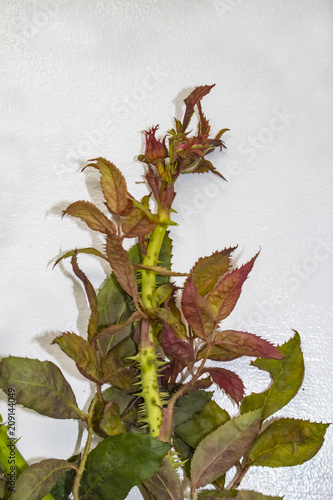 A rosebud from a bush infected with a virus called rose rosette spread by tiny mites carried by the wind photo