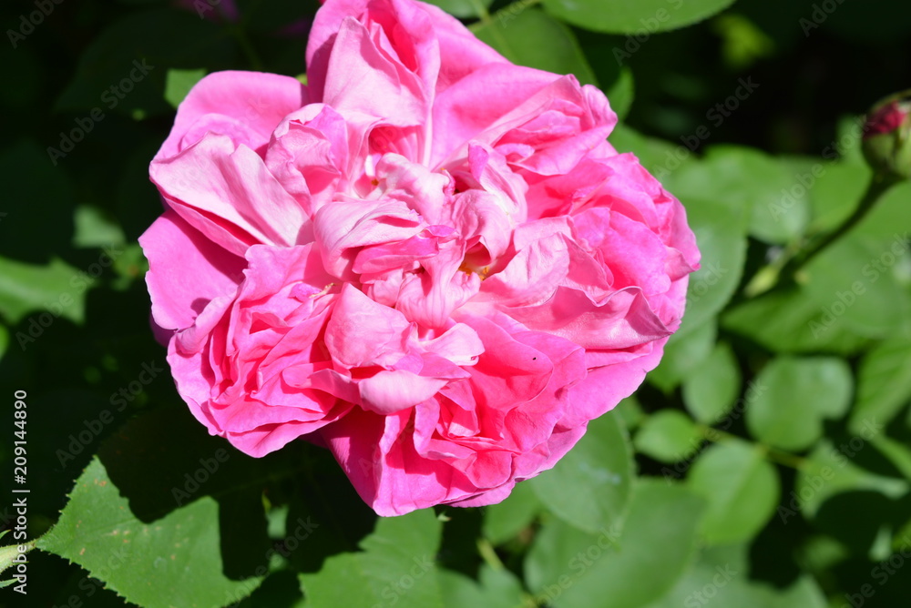 Beautiful lavender rose in pink color with white in the sun on a background of green leaves of a rose