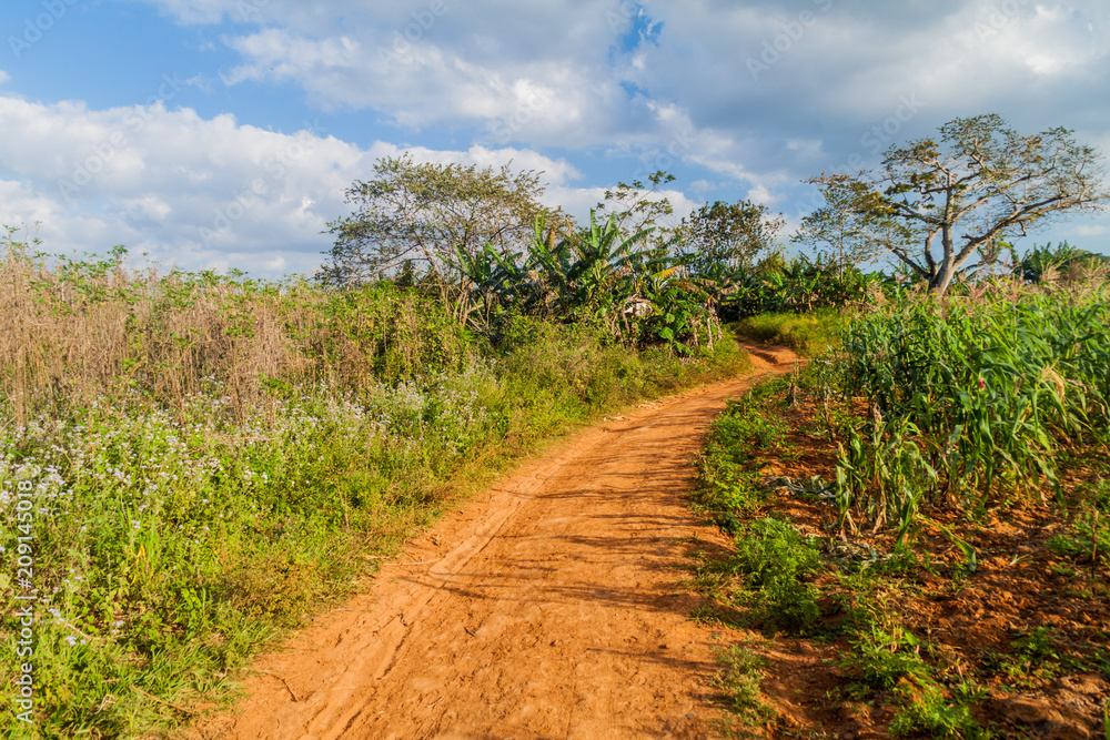 Road across fields in Guasasa valley near Vinales, Cuba