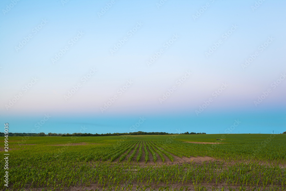 evening landscape with a twilight sky over a young corn field on a farm