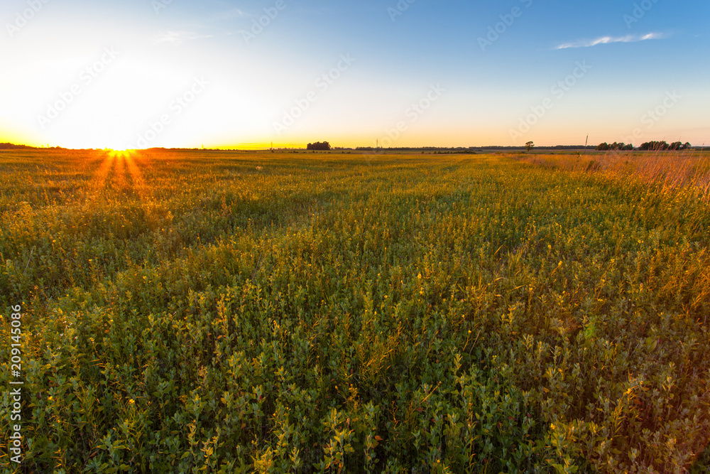 evening landscape with a golden sunset over a summer green field