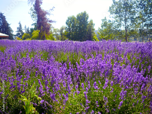 Lavender Field Medium