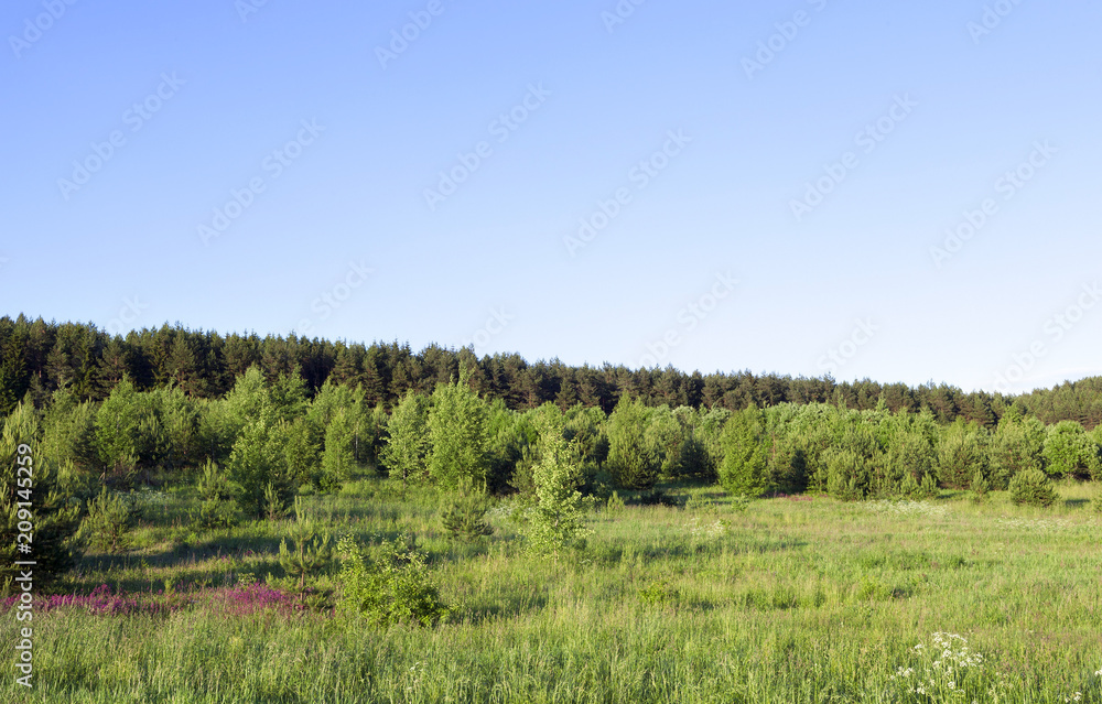 Obraz premium summer landscape