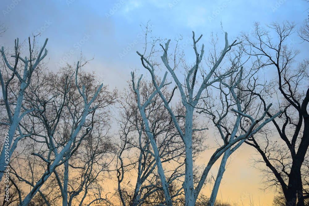 Obraz premium branches