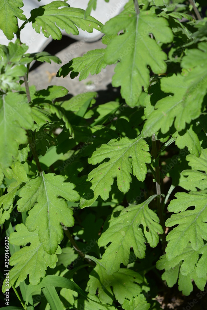 Saplings whole with beautiful leaves of chrysanthemum in the sunlight Saplings whole with beautiful leaves of chrysanthemum in the sunlight
