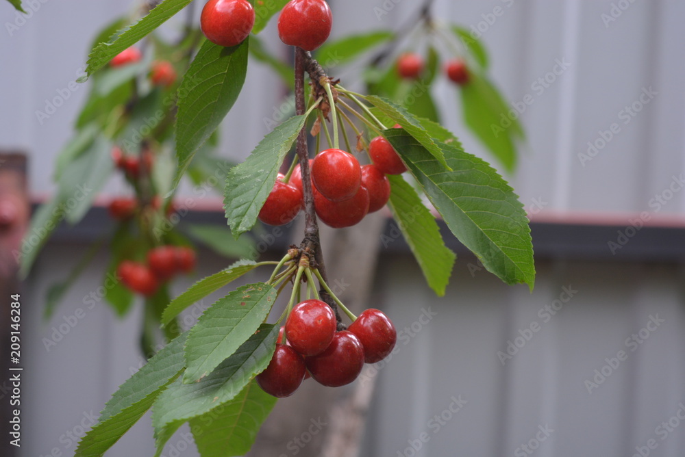 Beautiful large berries of sweet cherry with green leaves and fruits on the branches of a tree Beautiful large berries of sweet cherry with green leaves and fruits on the branches of a tree