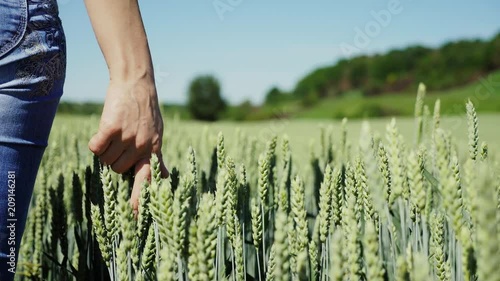 Woman hand touching wheat ear in field. Female agronomist touching wheat harvest at summer. Close up of woman farmer hand touch wheat field. Agriculture concept photo