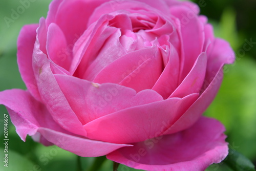 Beautiful bud of pink rose with beautiful petals on a background of rose bushes rose