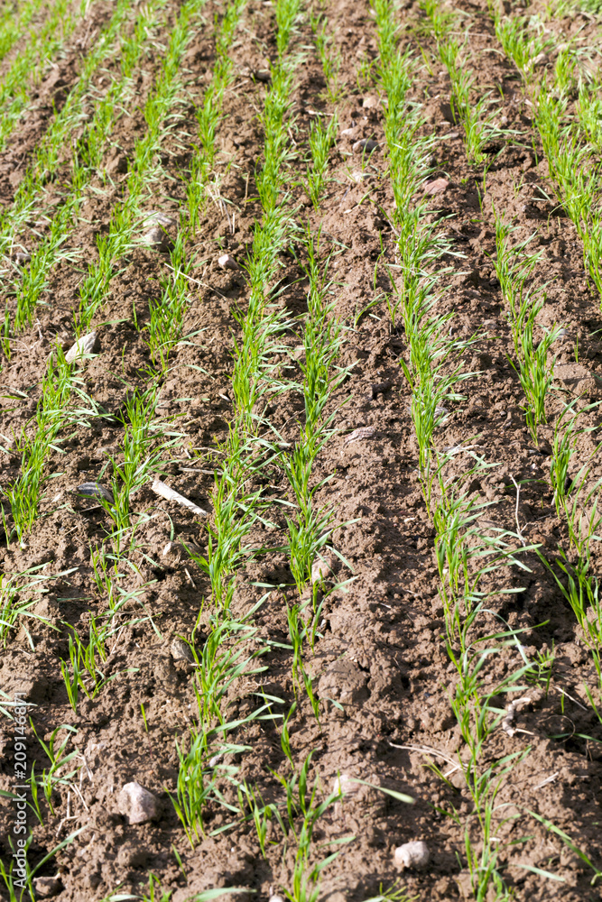 green wheat green wheat