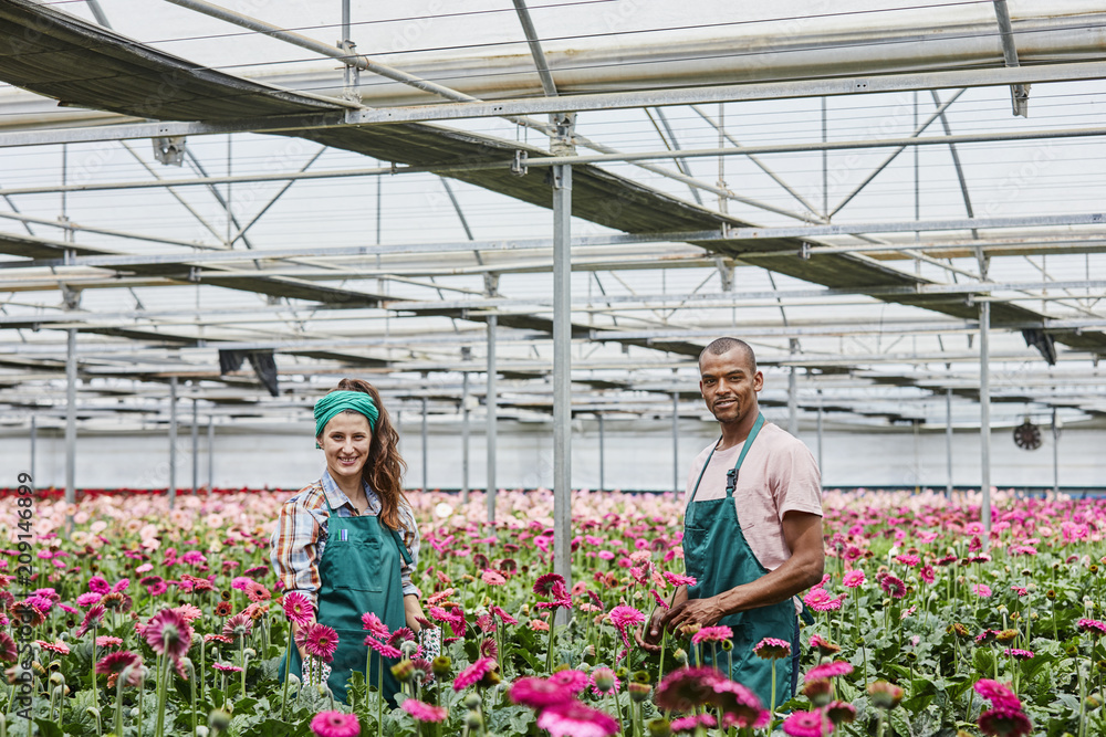 Portrait Of Florists Amidst Daisies At Greenhouse Portrait Of Florists Amidst Daisies At Greenhouse