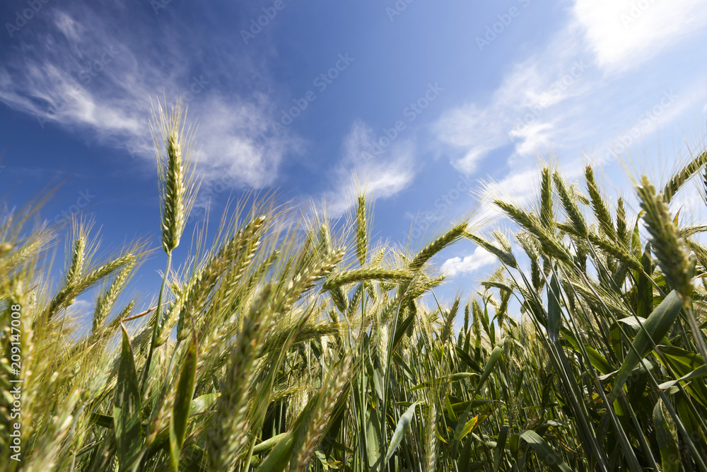 Obraz premium green wheat