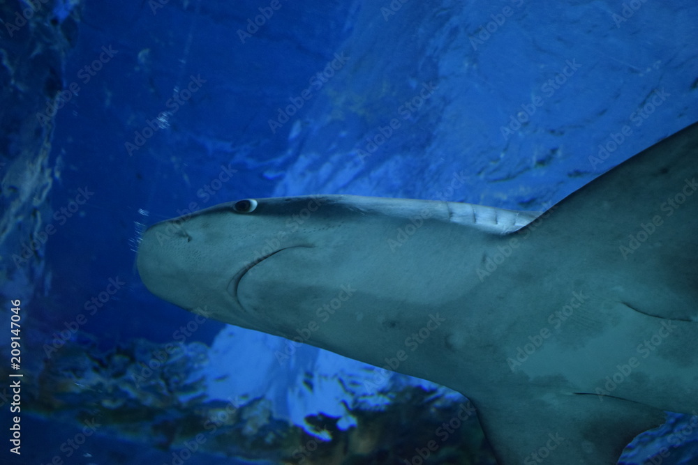 Naklejka premium shark