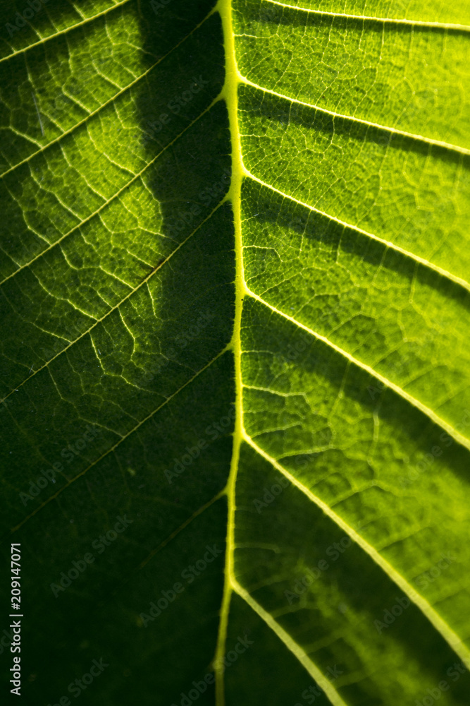Fototapeta premium Leaf Vein