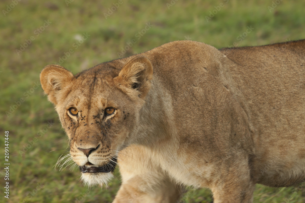 Fototapeta premium Intense Mother Lioness