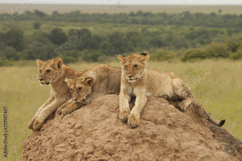 Triplet Lion Cubs