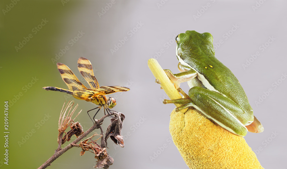 Fototapeta premium Focus Stacked Image of a Green Tree Frog Eyeing a Halloween Pennant Dragon Fly