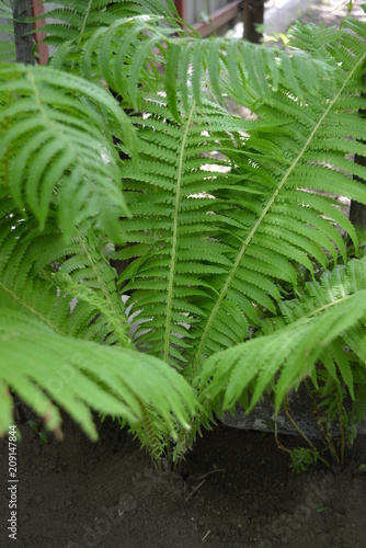 Beautiful bright green fern leaves, very contrasting and interesting