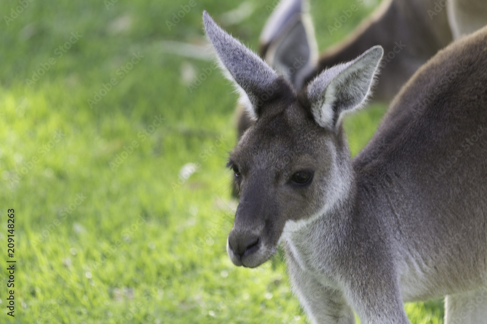Two little kangaroos on grass.