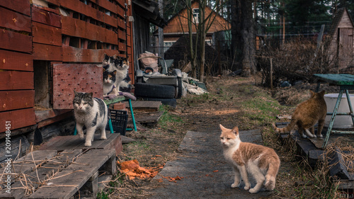 Many homeless cats