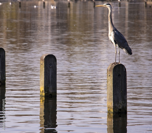 Great blue heron in hyde park london