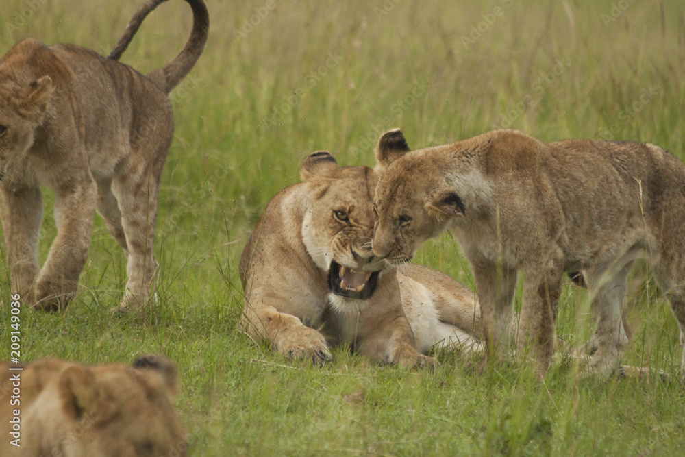 Mother Lioness is a bit Cranky Mother Lioness is a bit Cranky