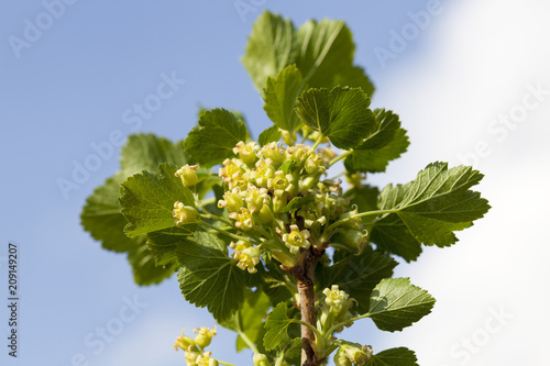 currant green flowers