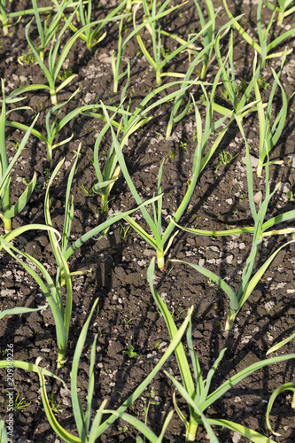 agricultural field