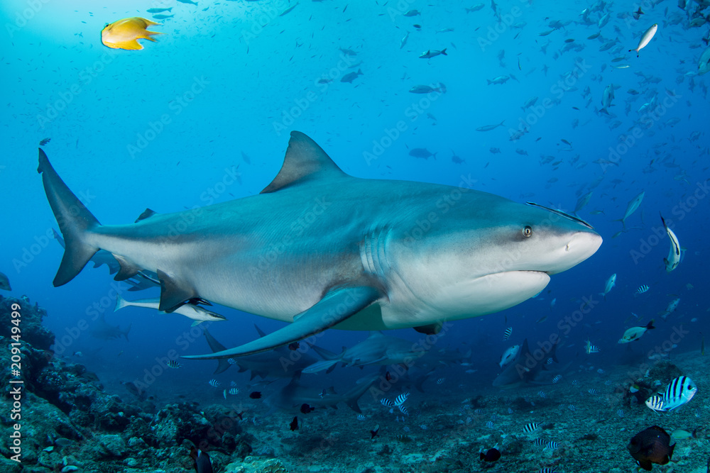 Bull shark encounter Bull shark encounter