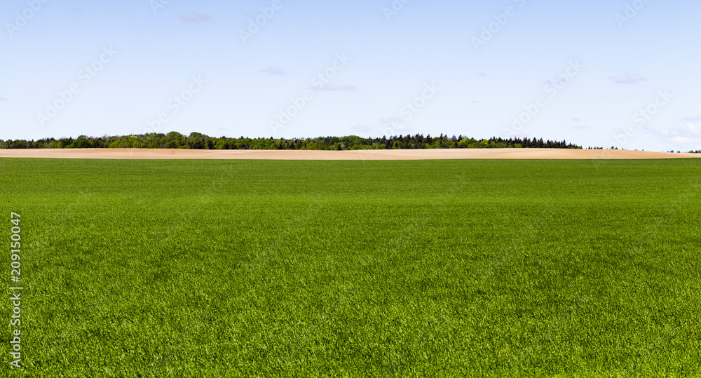 Obraz premium green cereals and forest