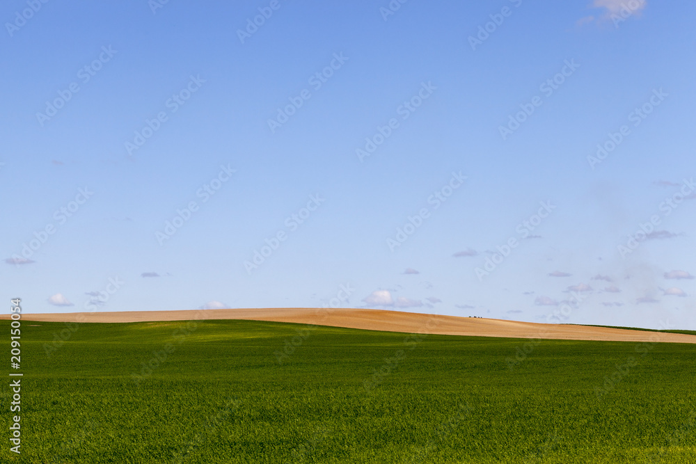Fototapeta premium field of green cereal