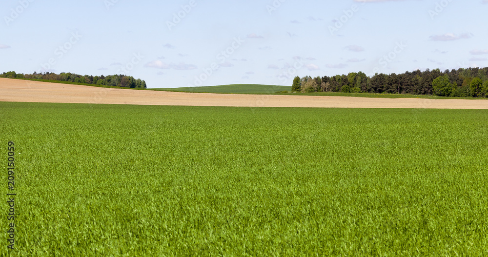 Obraz premium green cereals