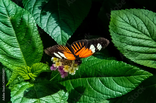 Butterfly-0040