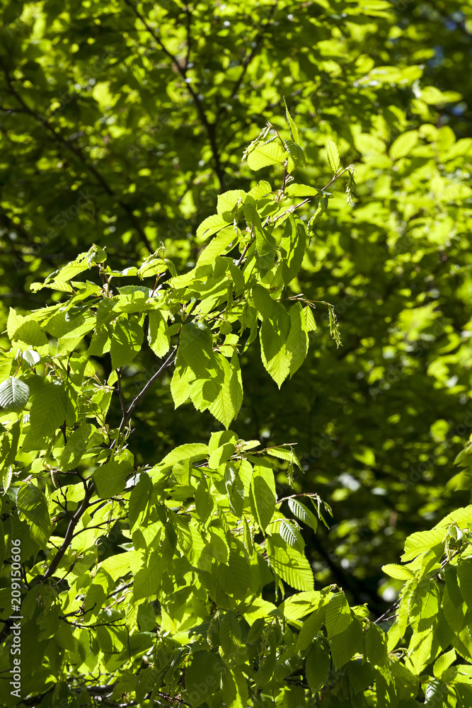 tree foliage tree foliage