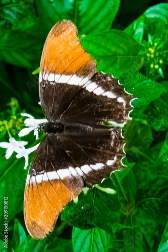 Butterfly-0078