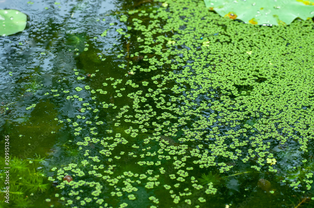 広島植物園 水辺の植物 広島植物園 水辺の植物