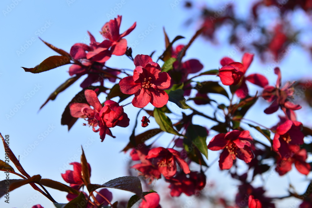 Chinese flowering crab-apple in spring Chinese flowering crab-apple in spring