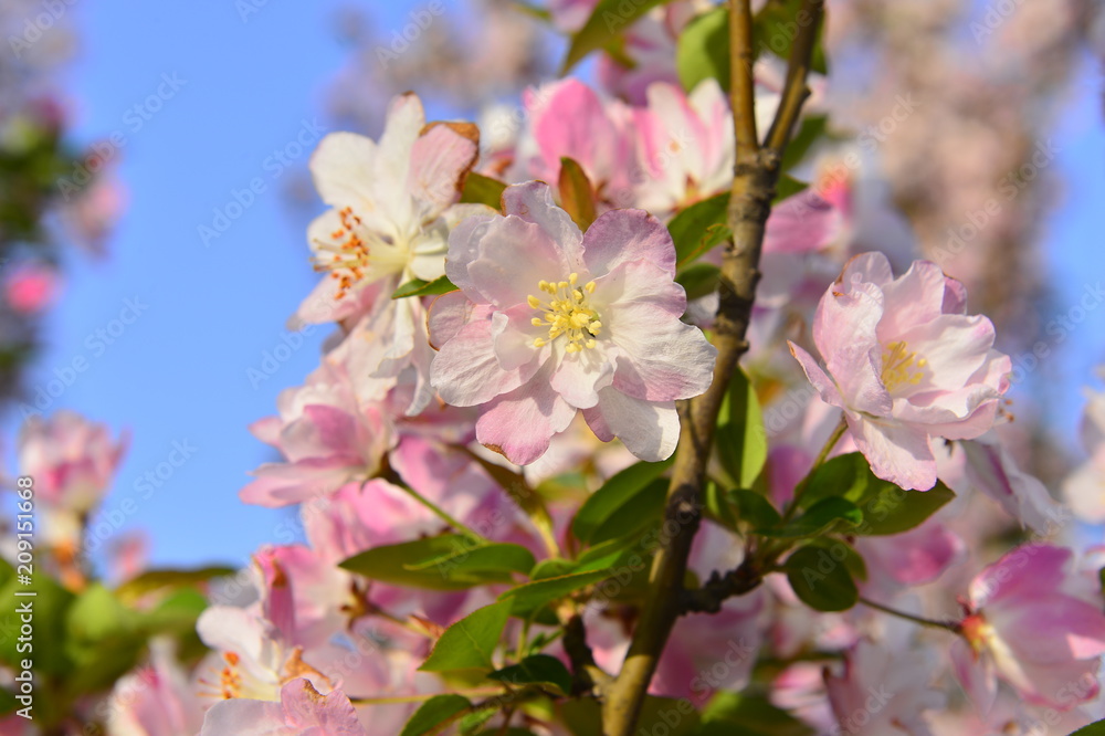 Chinese flowering crab-apple in spring