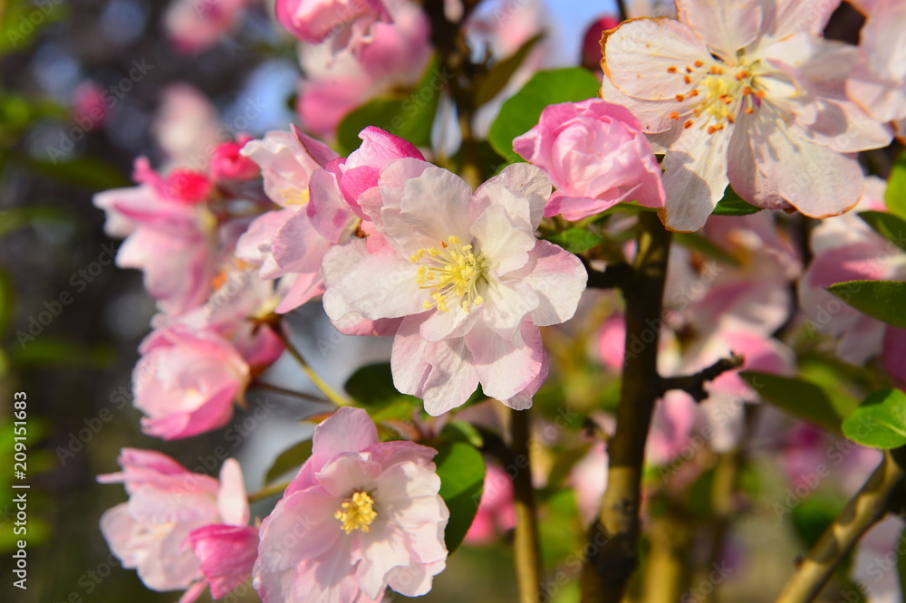 Fototapeta premium Chinese flowering crab-apple in spring