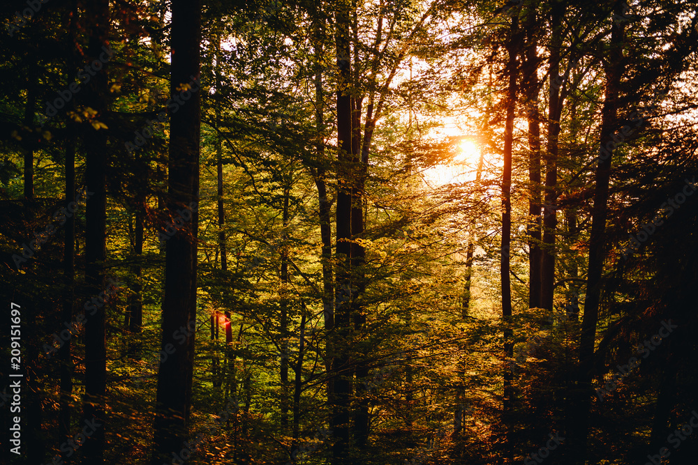 Wald im Sonnenuntergang.