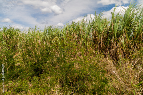 Sugar cane field in Valle de los Ingenios valley near Trinidad, Cuba