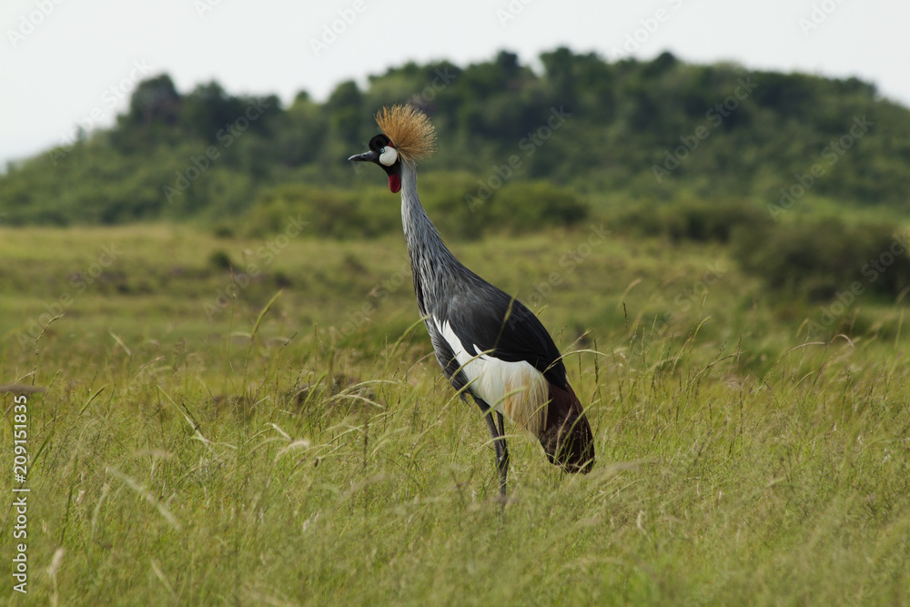 Fototapeta premium Crowned Crane