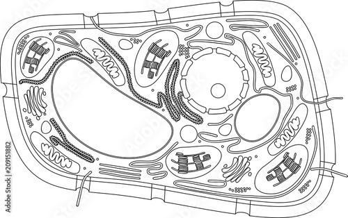 Coloring page. Structure of plant cell